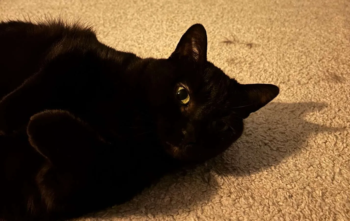 Lila the cat, who figures on the Smallcat keyboard silkscreen